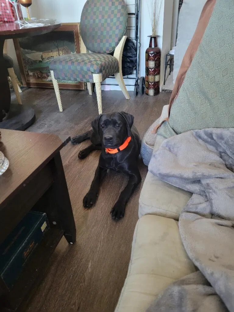 Lost dog in Phoenix, AZ, 85040