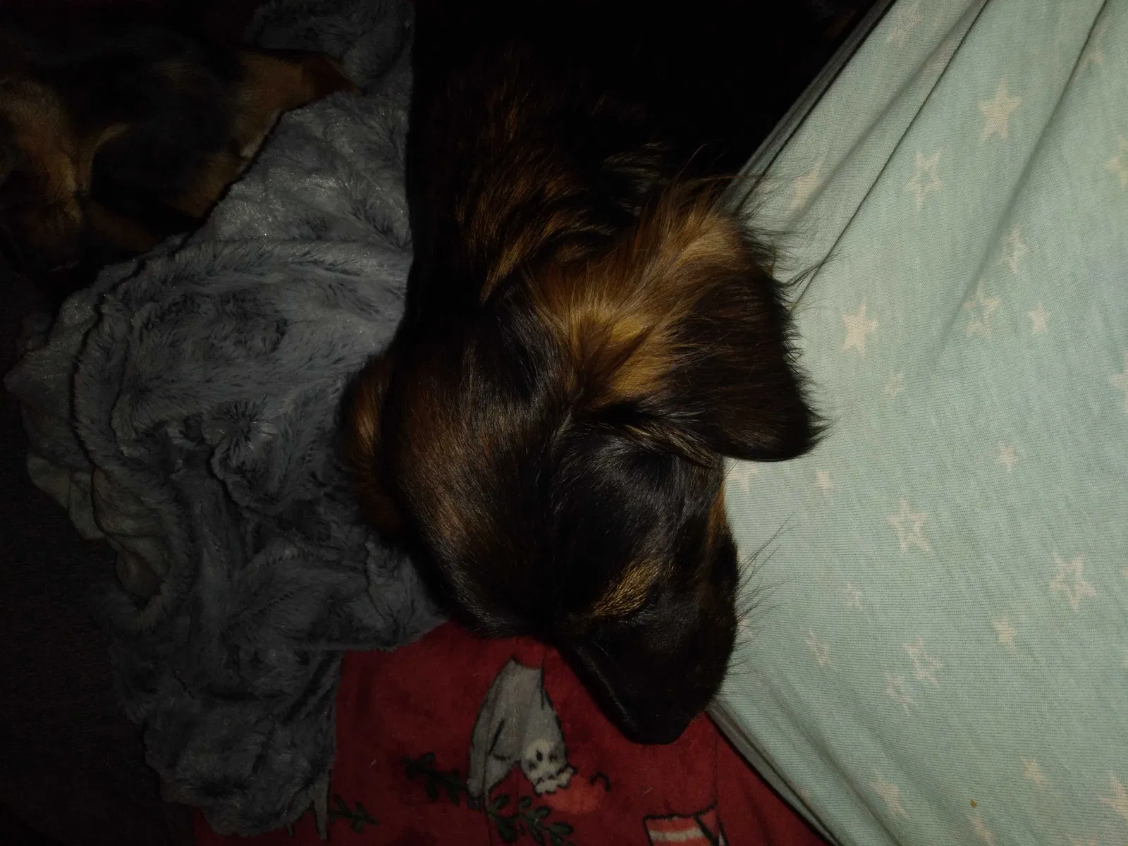Lost dog in Clarksburg, WV, 26301