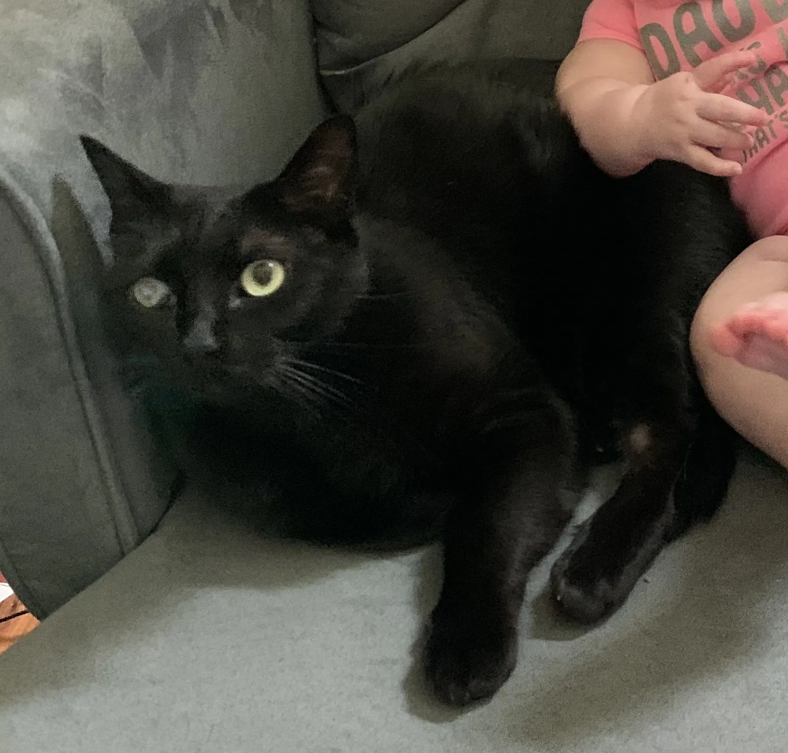 Lost cat in Pearland, TX, 77584
