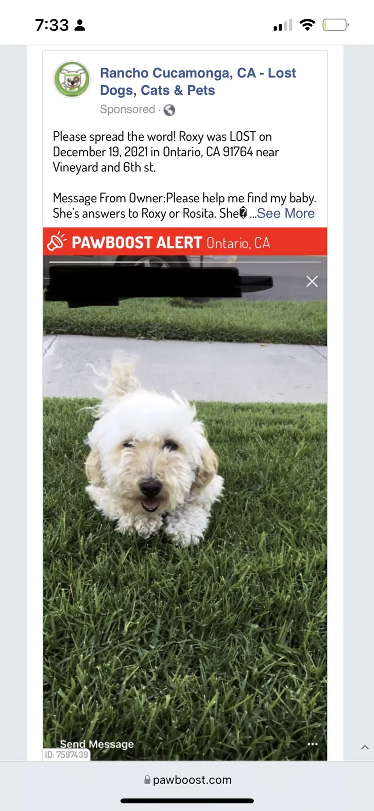 Lost dog in Ontario, CA, 91764