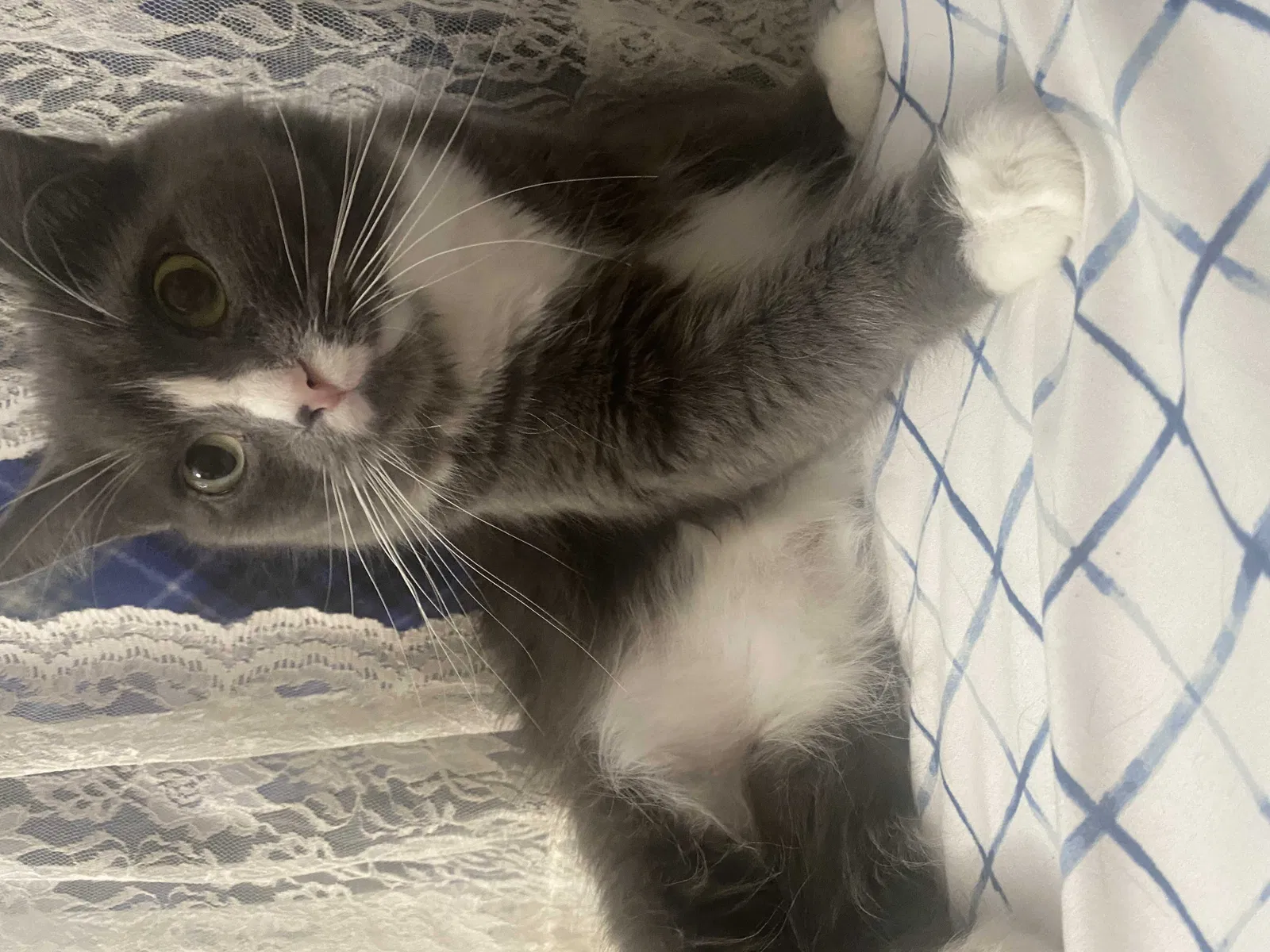 Lost cat in Las Vegas, NV, 89121