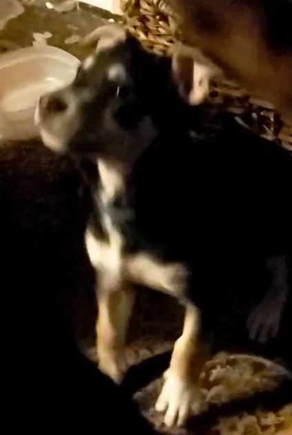 Lost dog in Lakewood, WA, 98499