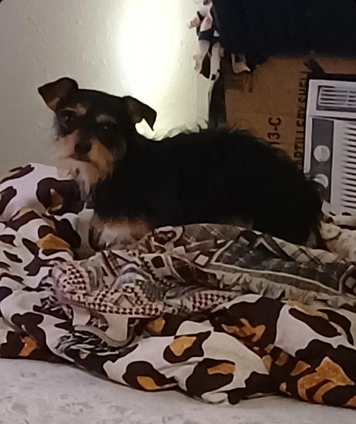 Lost dog in Rhome, TX, 76078