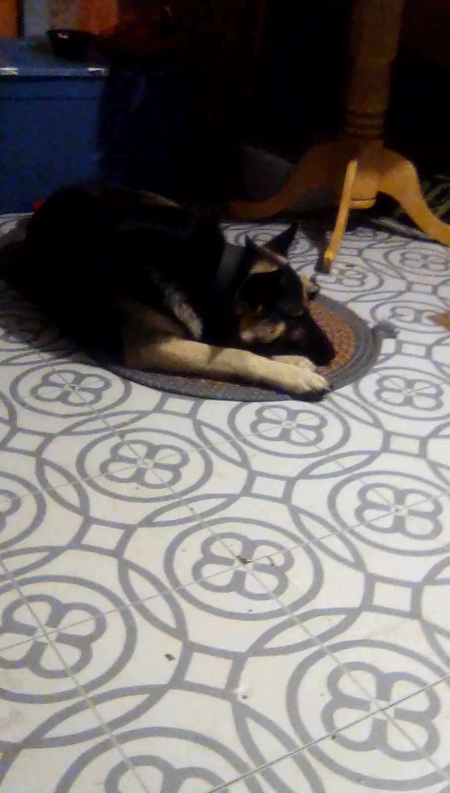 Lost dog in Staunton, VA, 24401