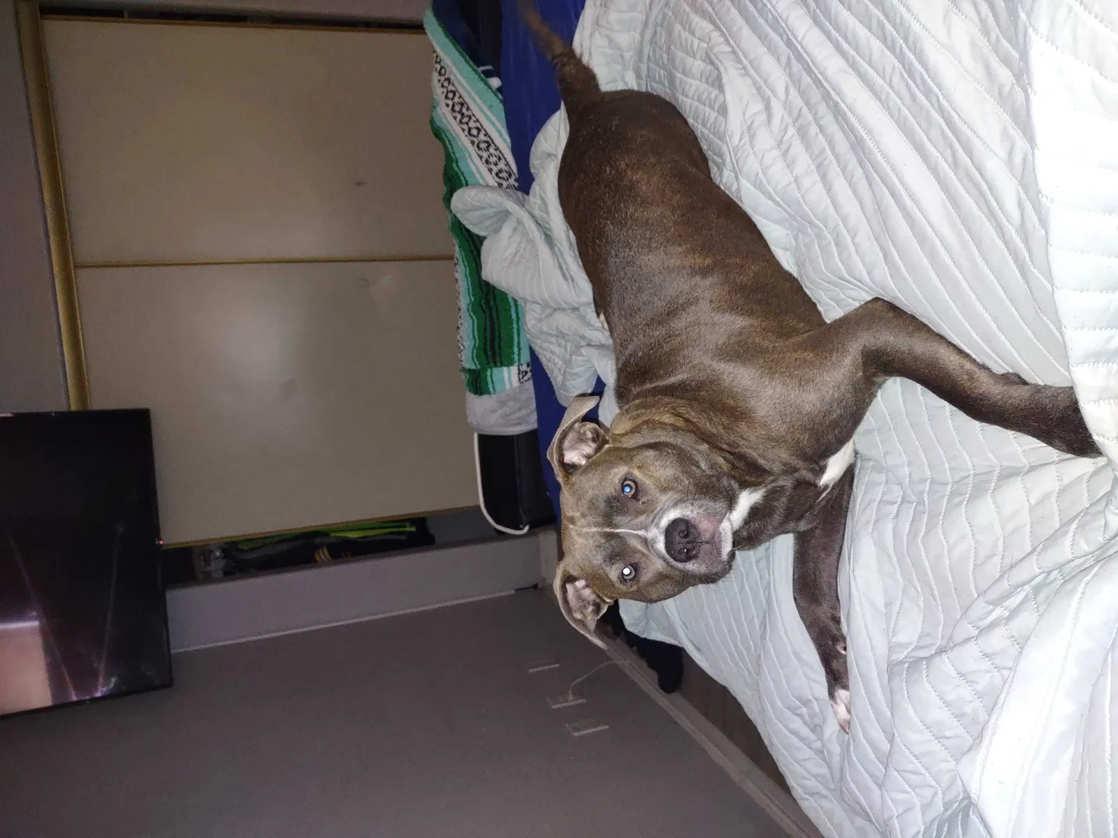 Lost dog in Las Vegas, NV, 89104