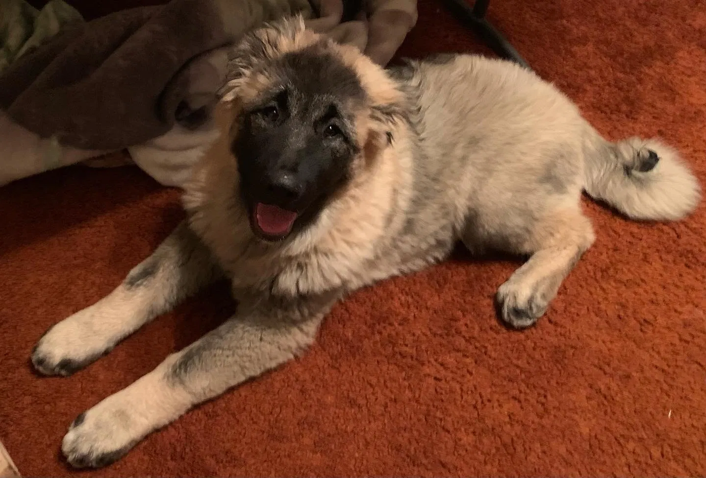 Lost dog in Saratoga Springs, UT, 84045