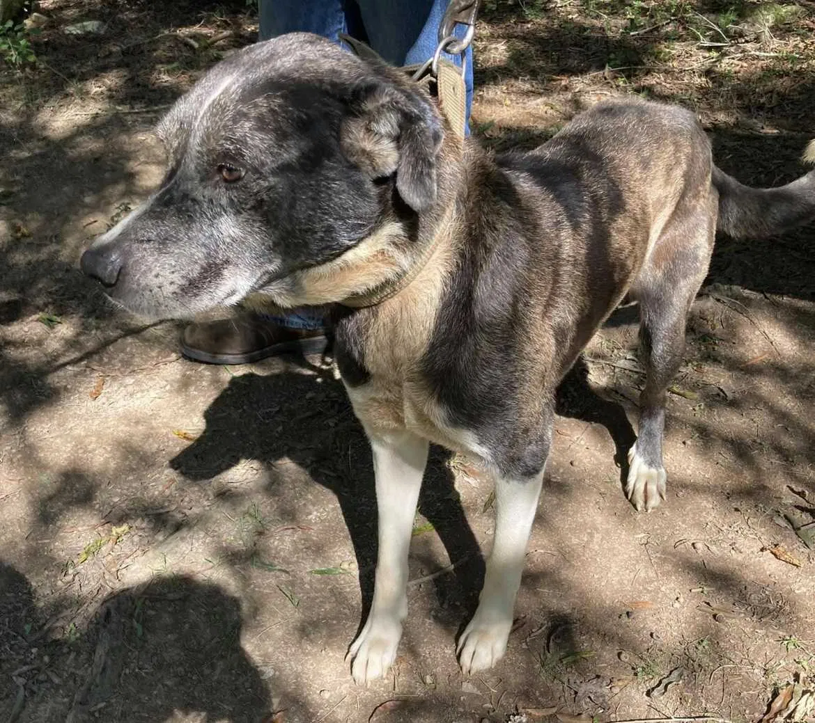Lost dog in Cartersville, GA, 30120