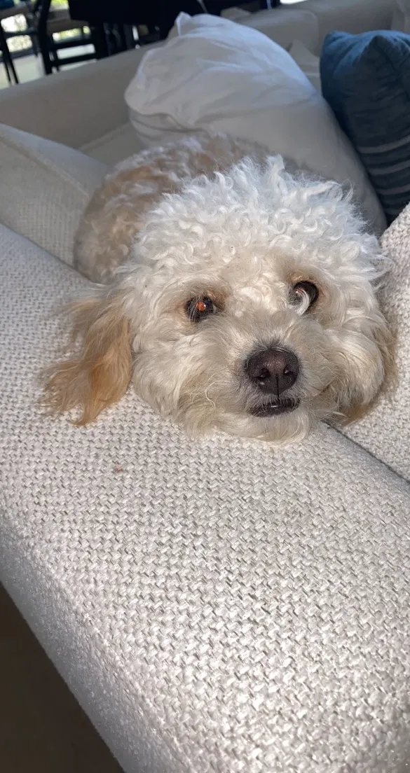 Lost dog in Miami, FL, 33156