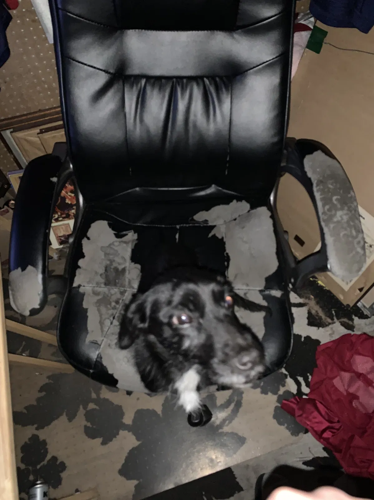 Lost dog in Phoenix, AZ, 85006
