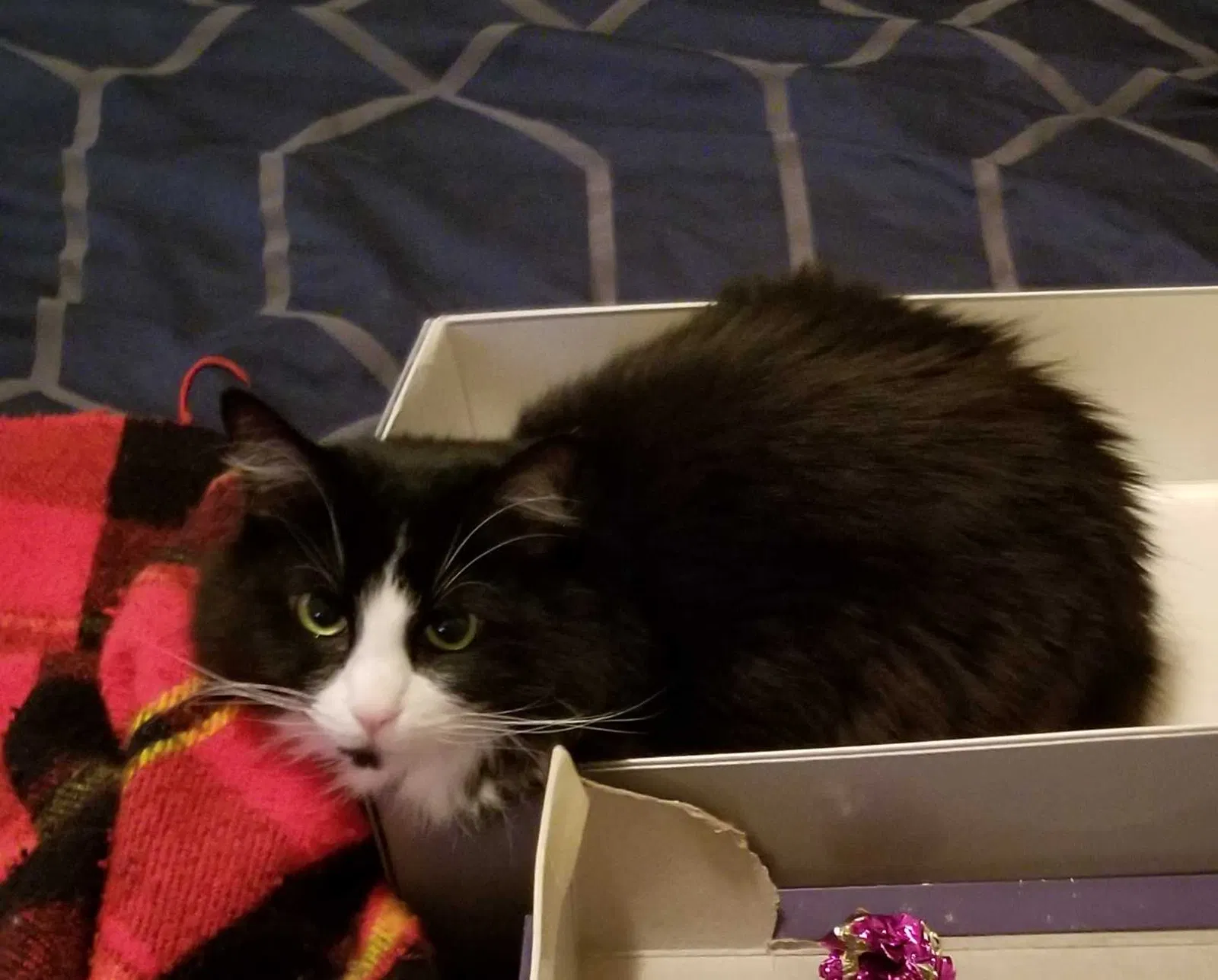 Lost cat in Mckinney, TX, 75071