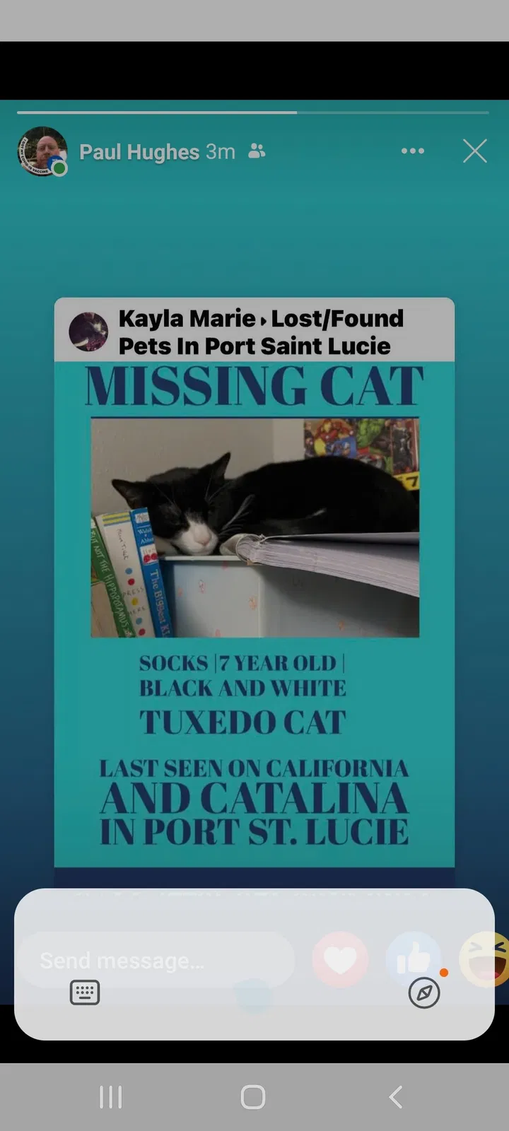 Lost cat in Port Saint Lucie, FL, 34953