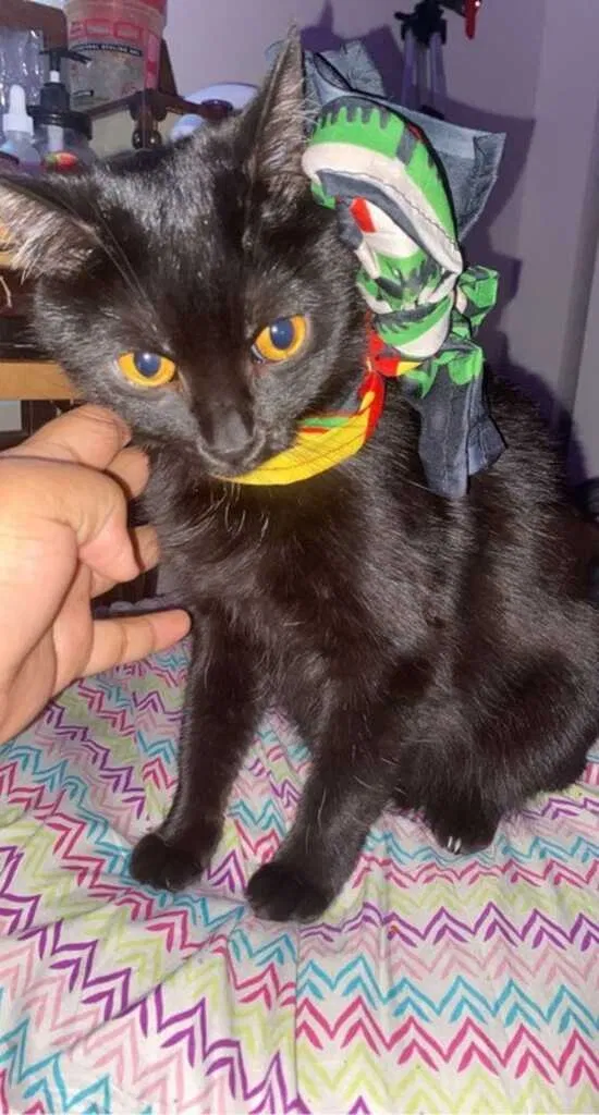 Lost cat in Charlotte, NC, 28215