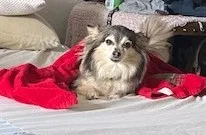 Lost dog in Roanoke, TX, 76262