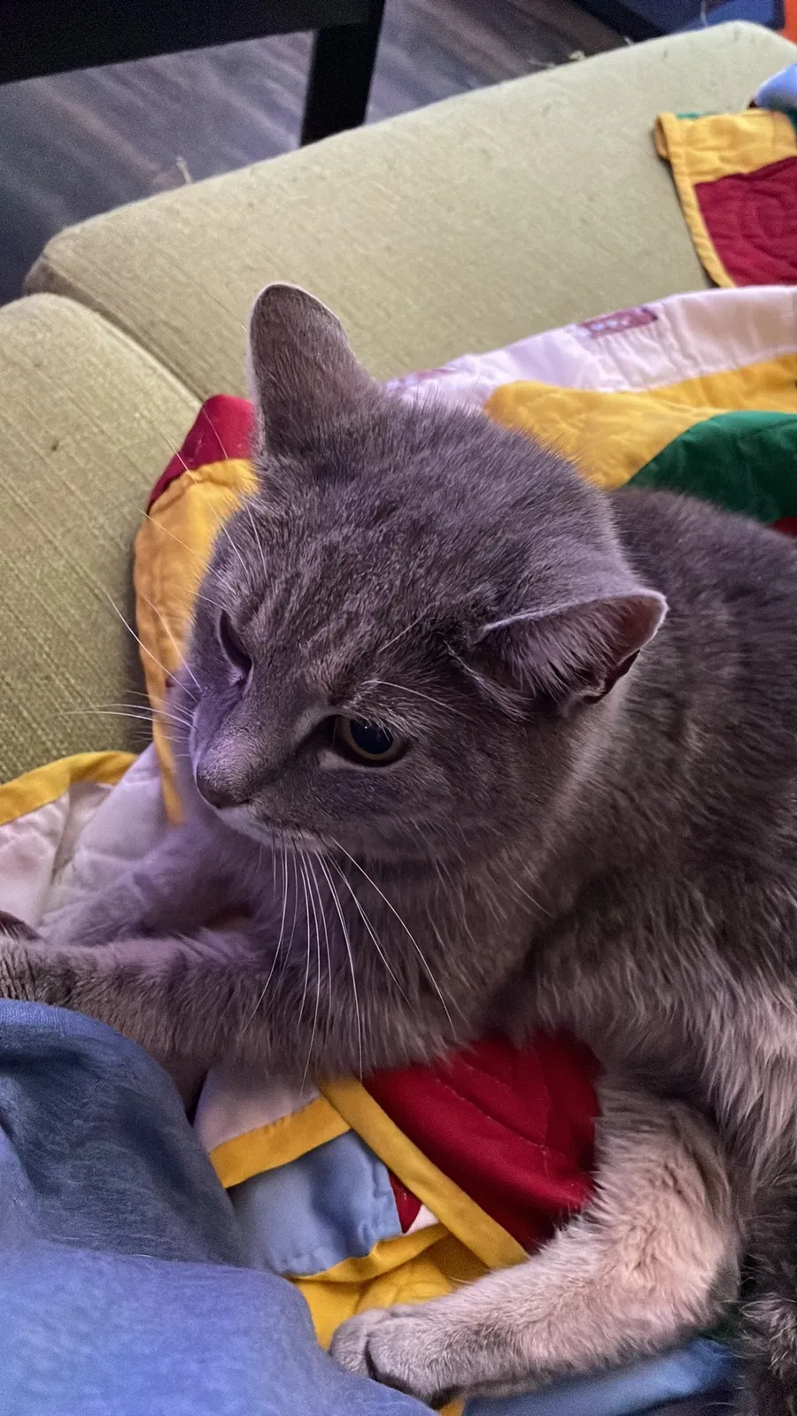 Lost cat in Bloomington, IN, 47403