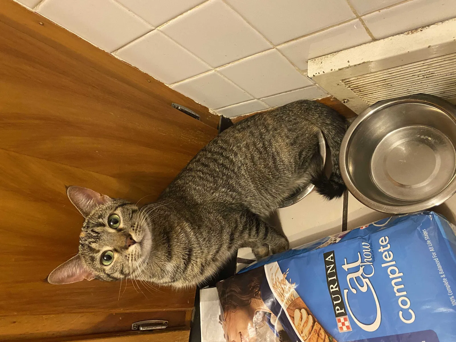 Lost cat in Pekin, IL, 61554