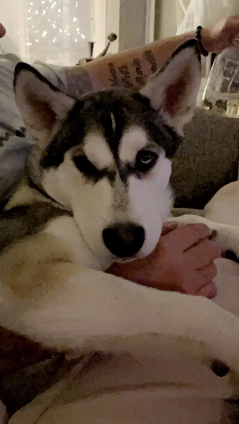 Lost dog in Wichita, KS, 67207