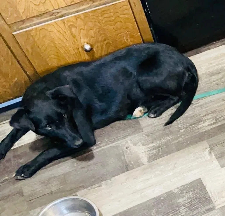 Lost dog in Council Bluffs, IA, 51503