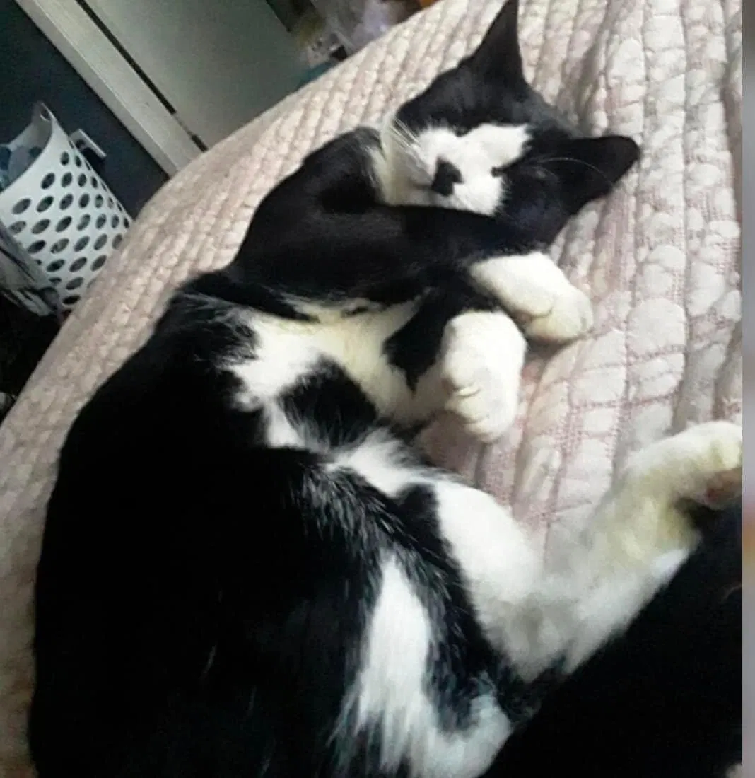 Lost cat in Port Saint Lucie, FL, 34952