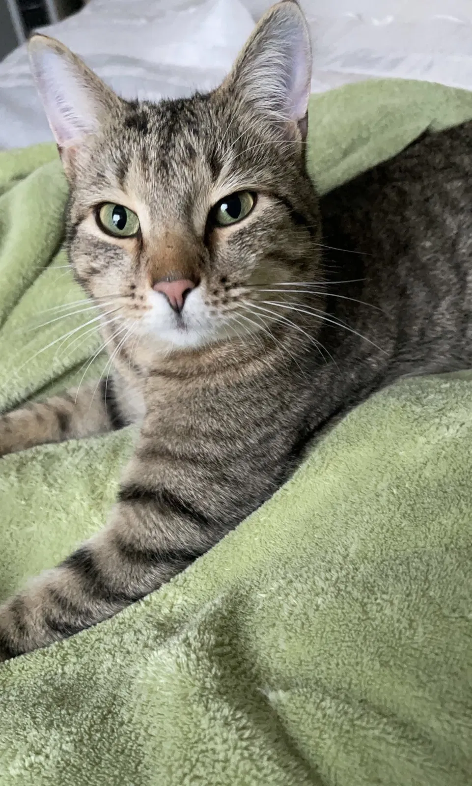 Lost cat in Rocky Face, GA, 30740
