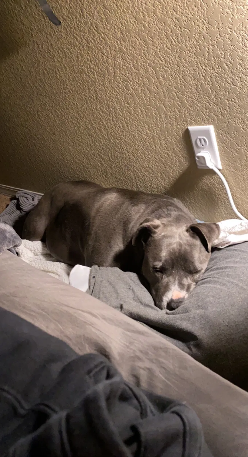 Lost dog in Peyton, CO, 80831