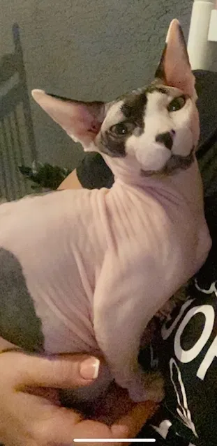 Lost cat in Arcadia, FL, 34266