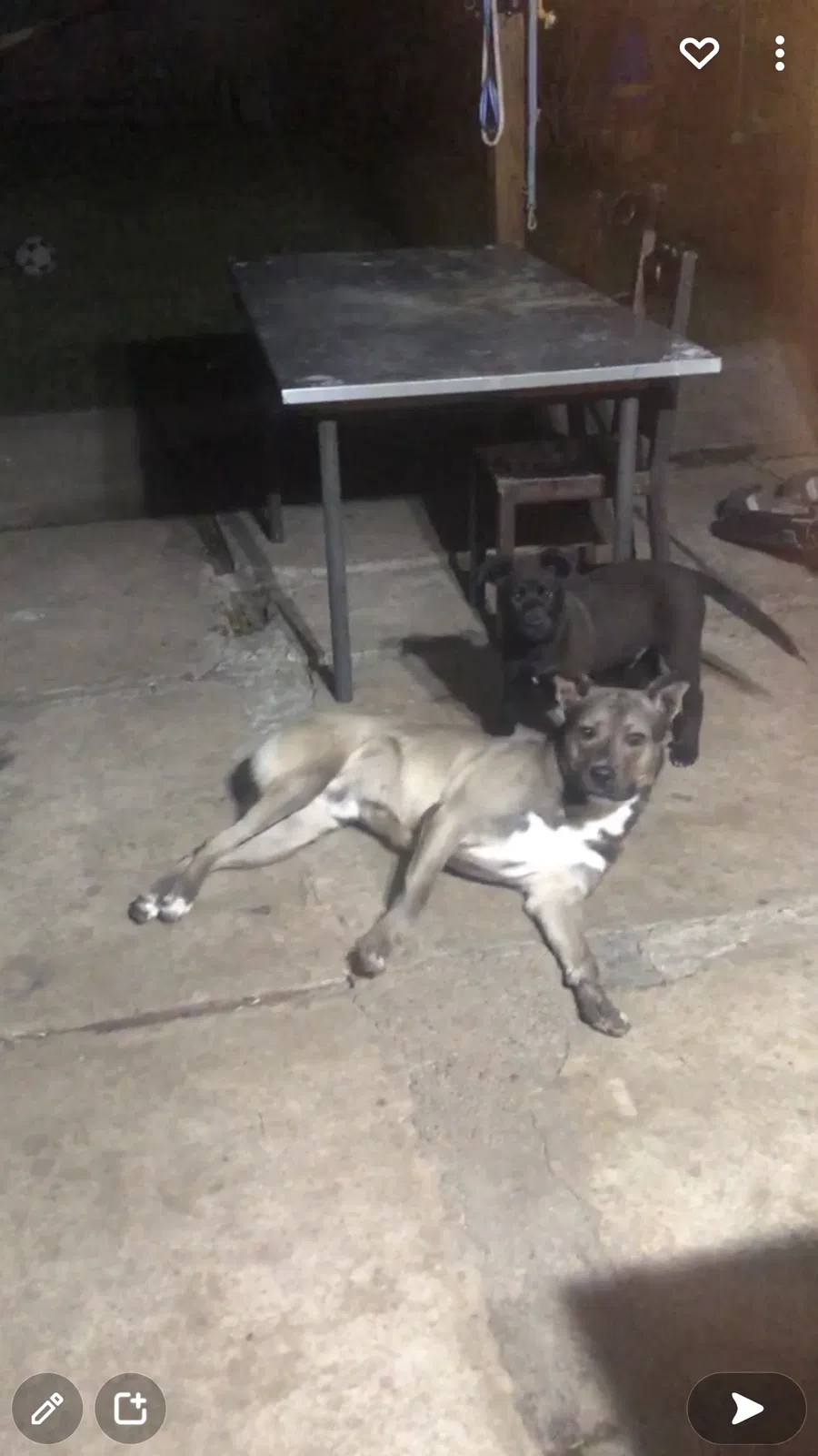 Lost dog in Houston, TX, 77074