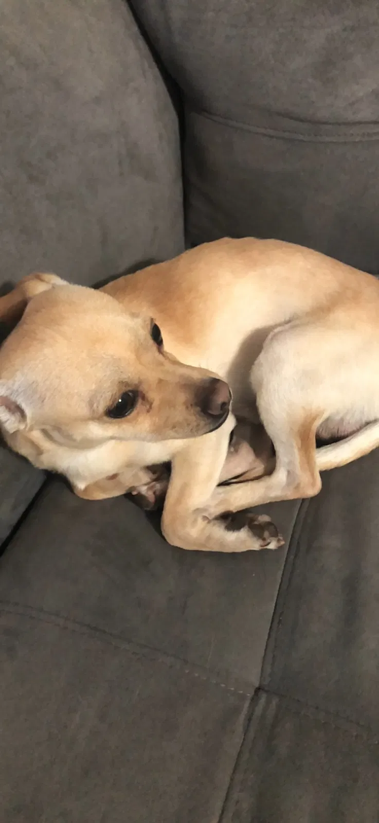 Lost dog in San Diego, CA, 92115