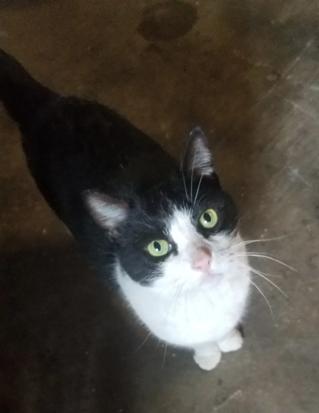 Lost cat in Montclair, CA, 91763
