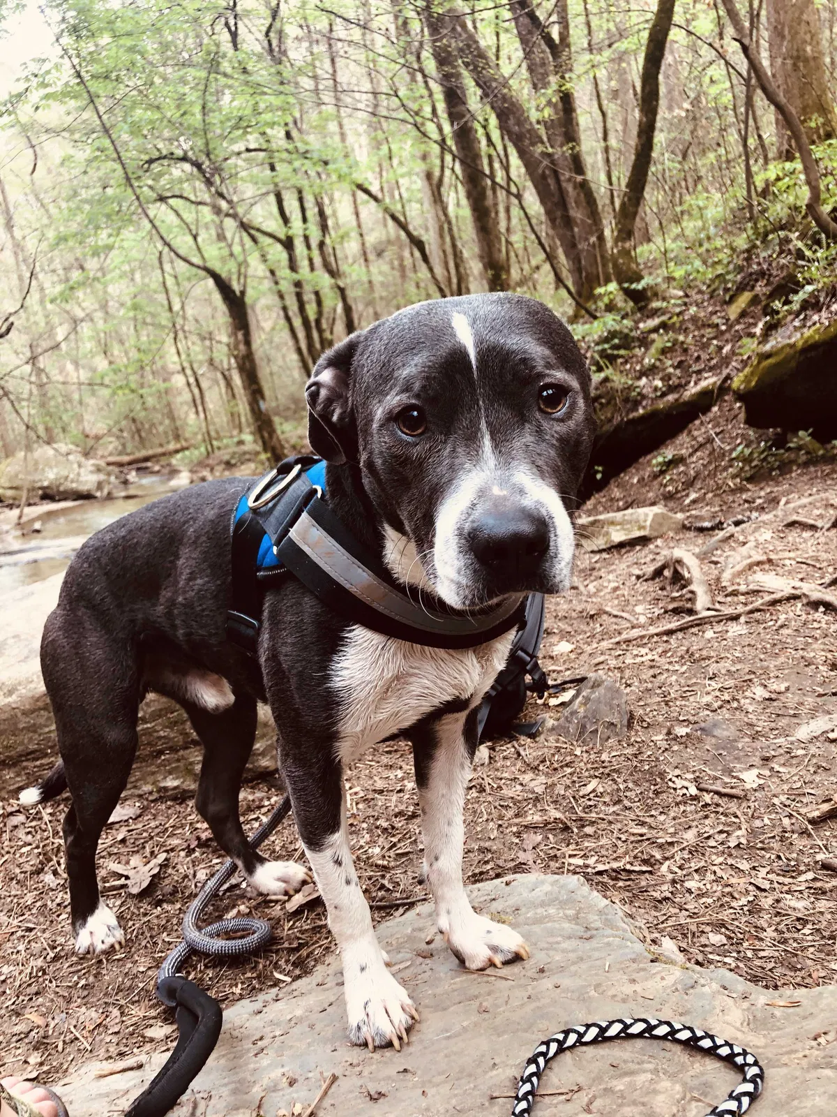 Lost dog in Anderson, SC, 29625