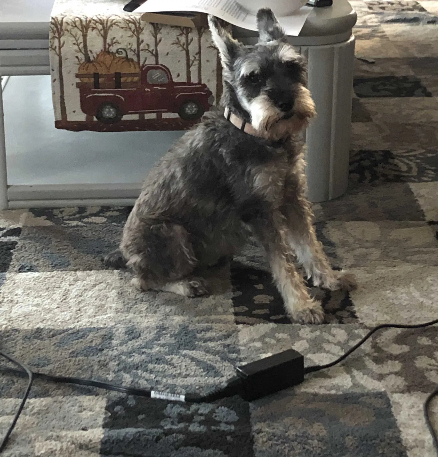 Lost dog in Laurinburg, NC, 28352