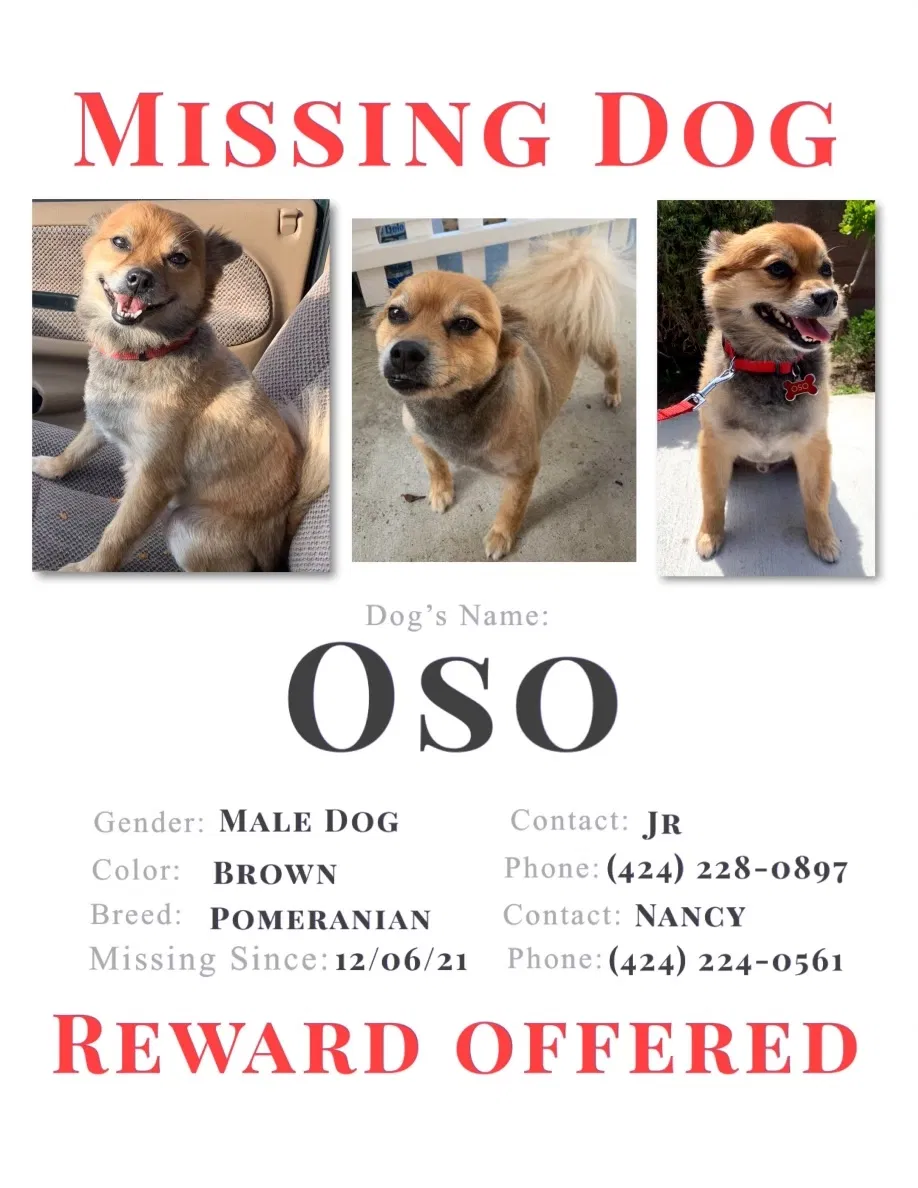 Lost dog in Gardena, CA, 90247