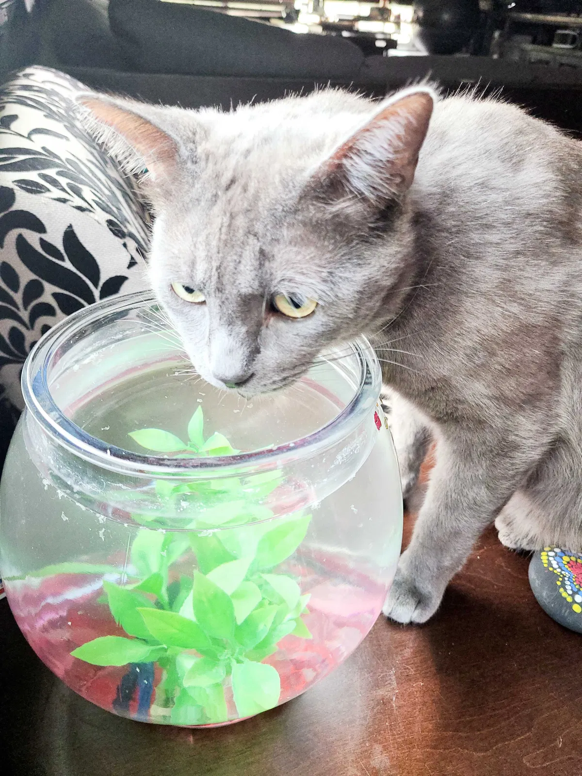Lost cat in Montclair, CA, 91763