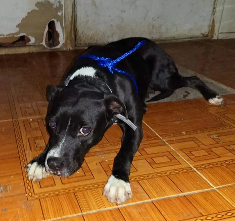 Lost dog in Houston, TX, 77093