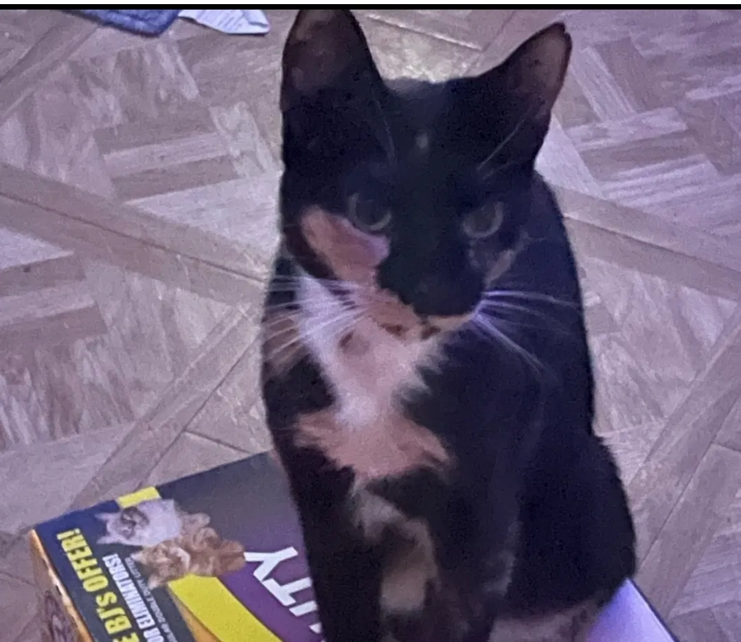 Lost cat in Orlando, FL, 32822