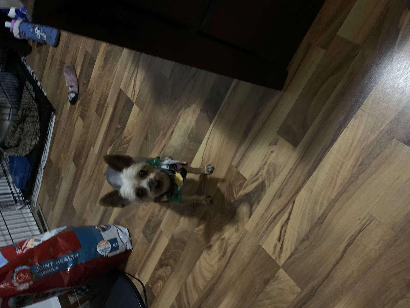 Lost dog in Columbus, OH, 43232