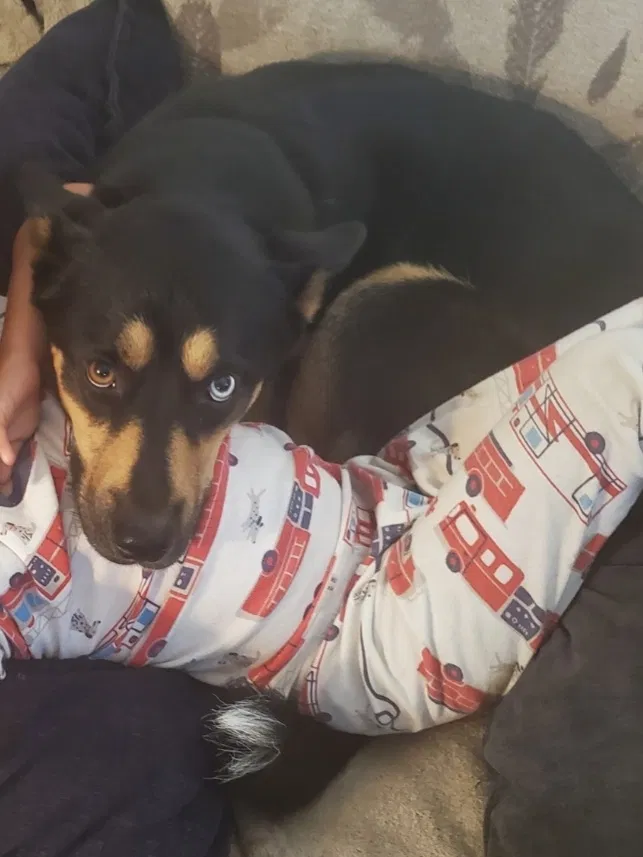 Lost dog in Riverside, CA, 92505