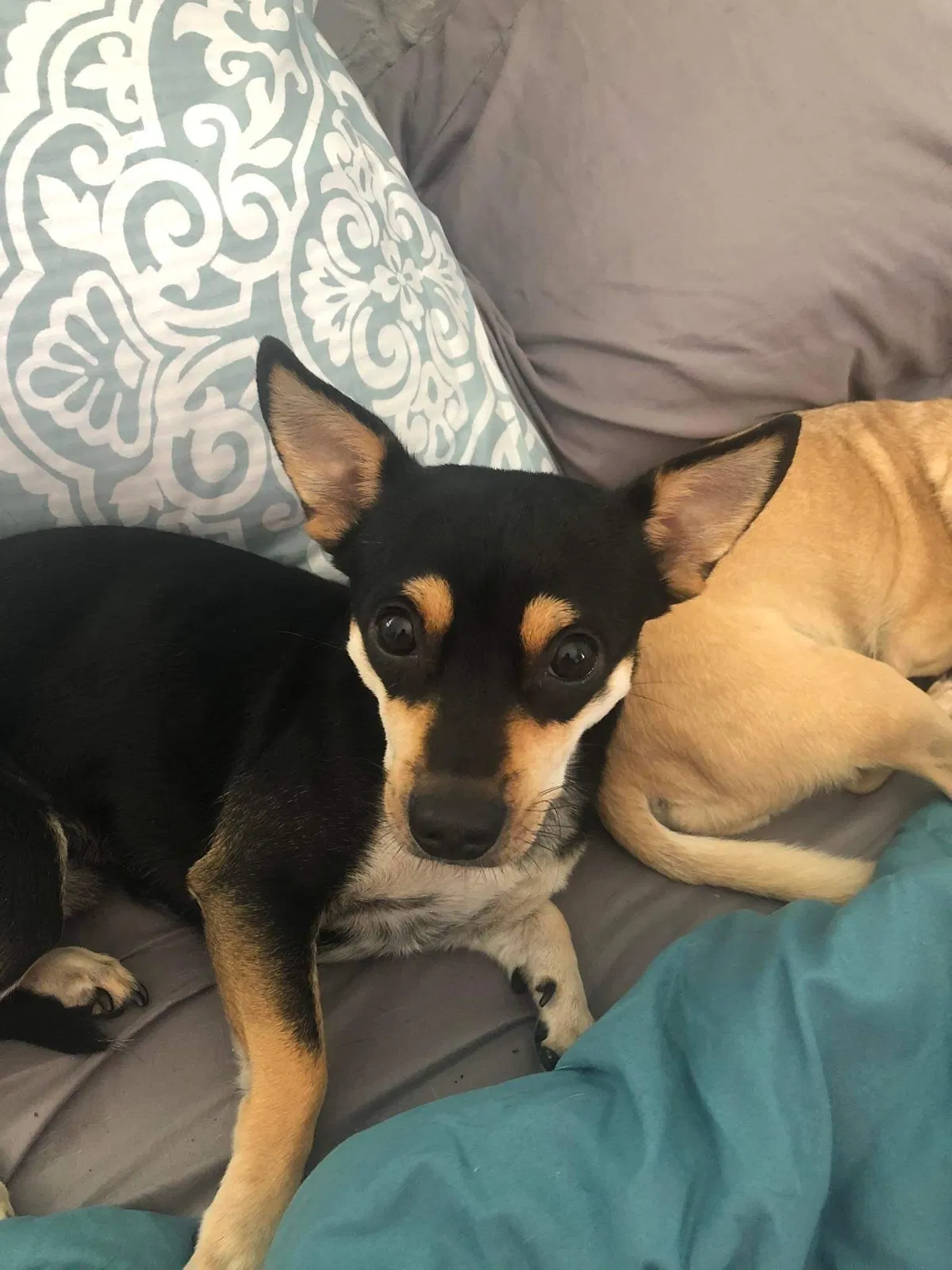 Lost dog in Wilson, NC, 27893