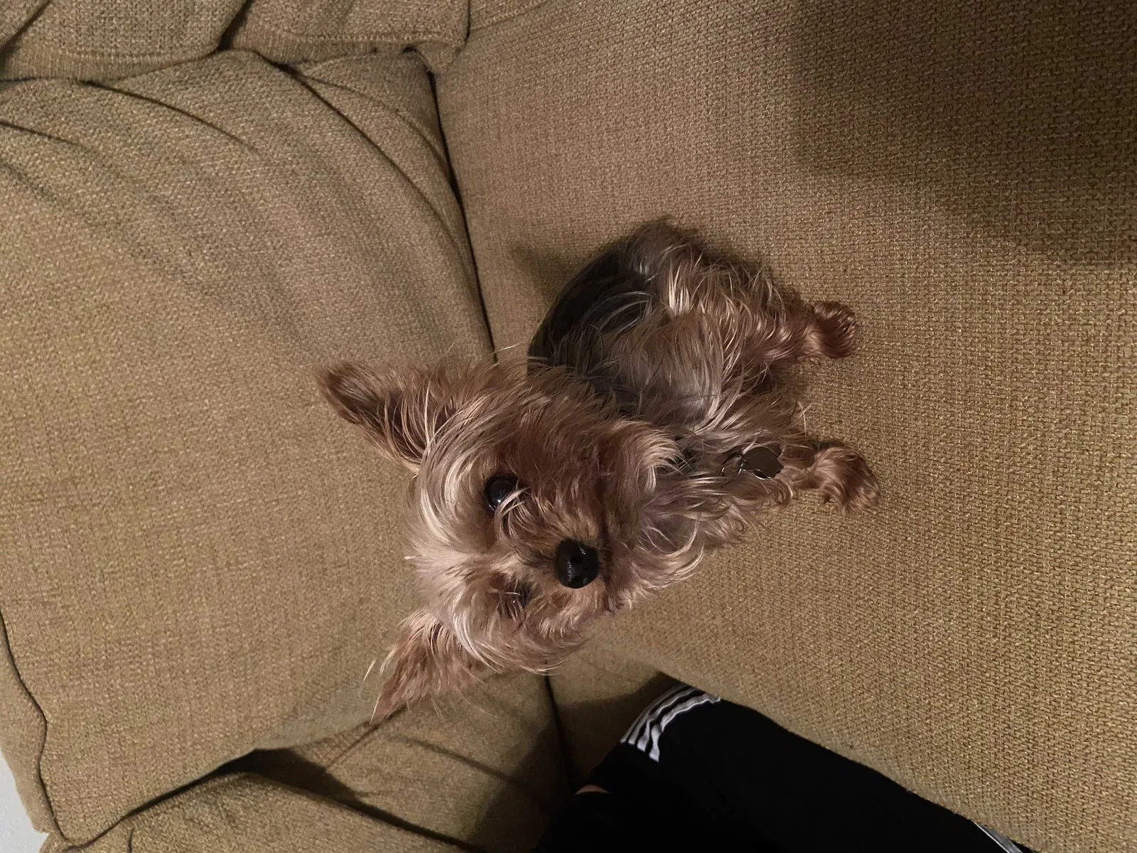 Lost dog in San Marcos, TX, 78666