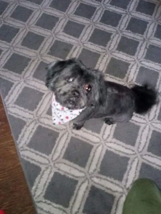 Lost dog in New Baltimore, MI, 48051