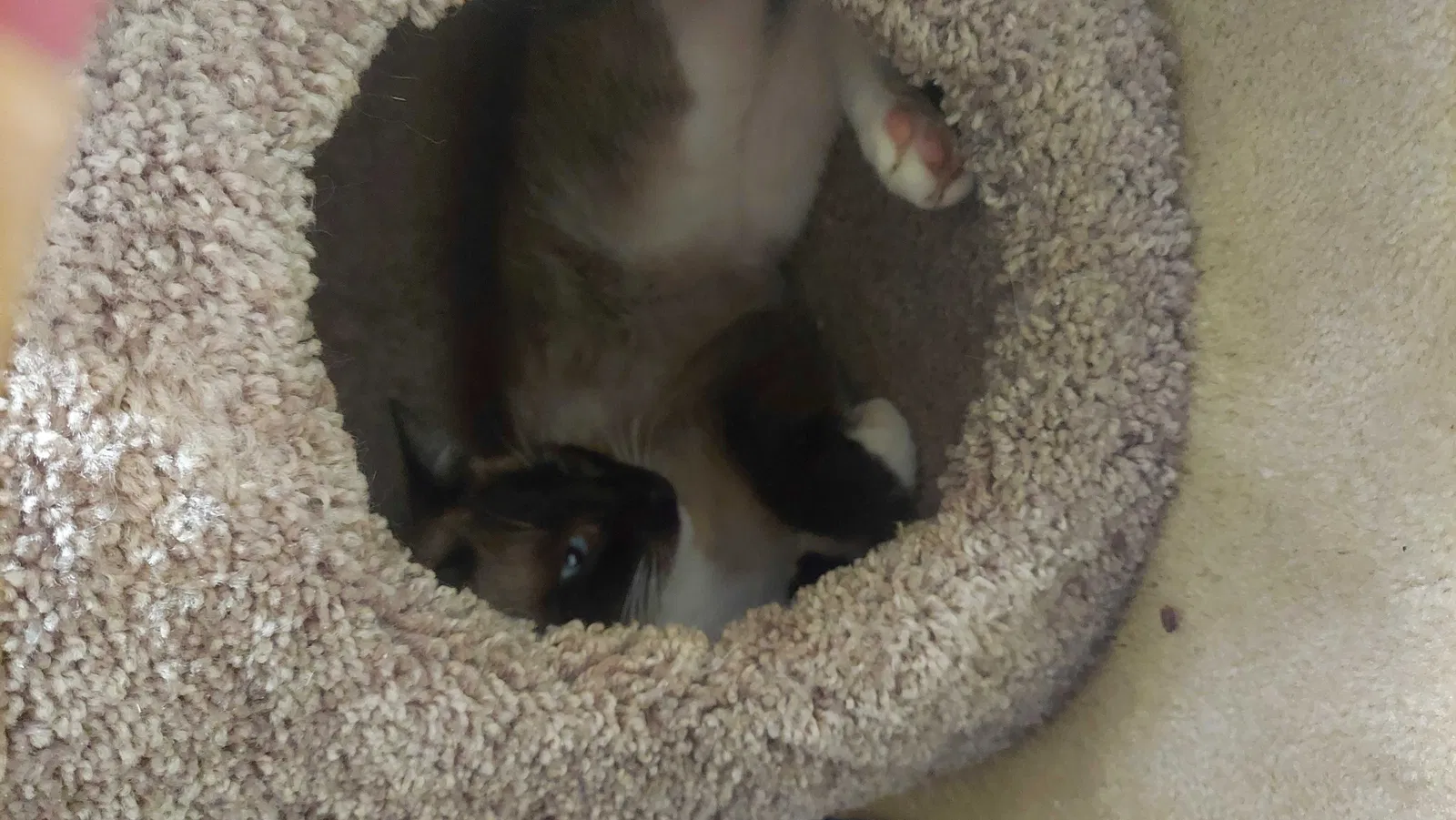 Lost cat in Weatherford, TX, 76087