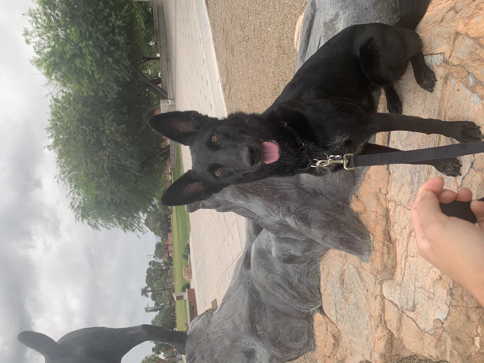 Lost dog in Ontario, CA, 91761