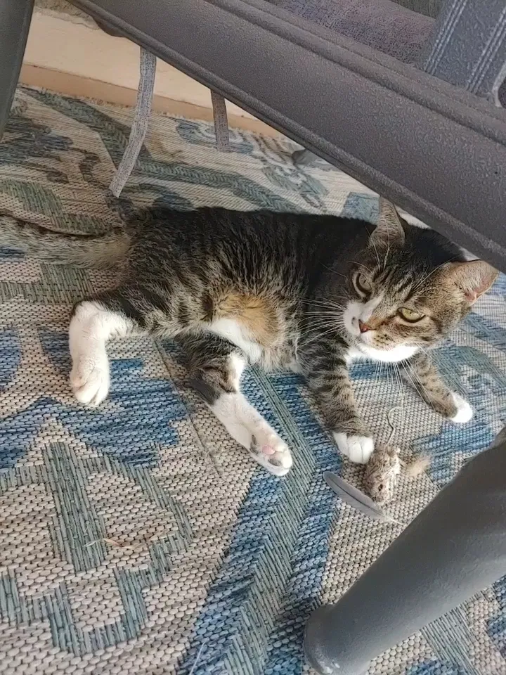 Lost cat in Tucson, AZ, 85749