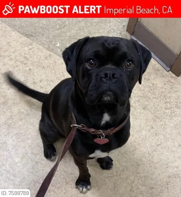 Lost dog in Imperial Beach, CA, 91932