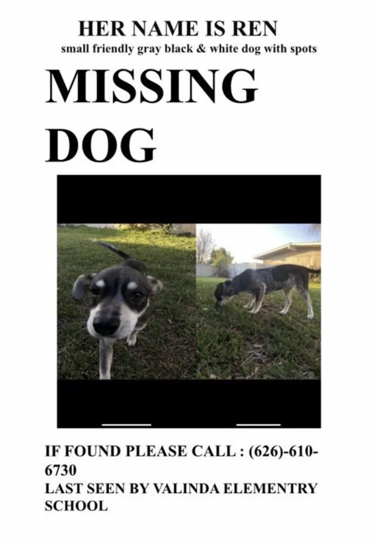Lost dog in La Puente, CA, 91744