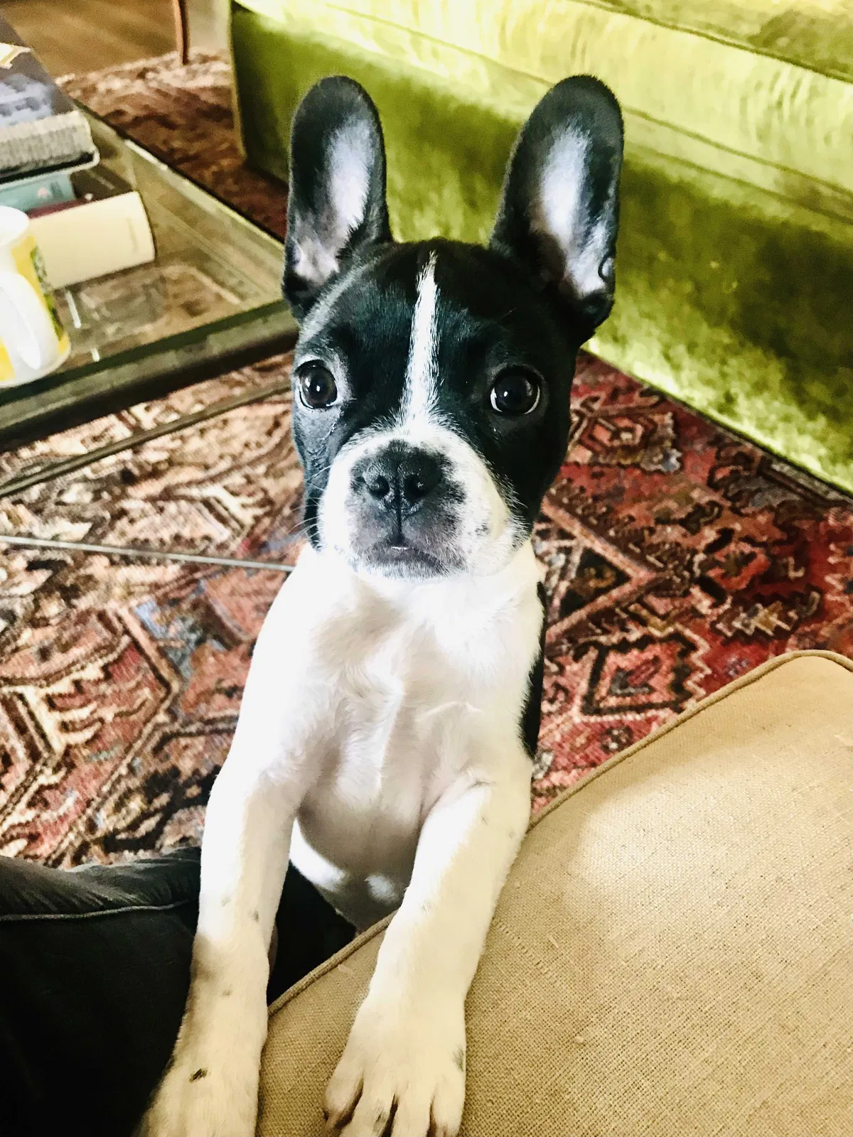 Lost dog in Birmingham, AL, 35205
