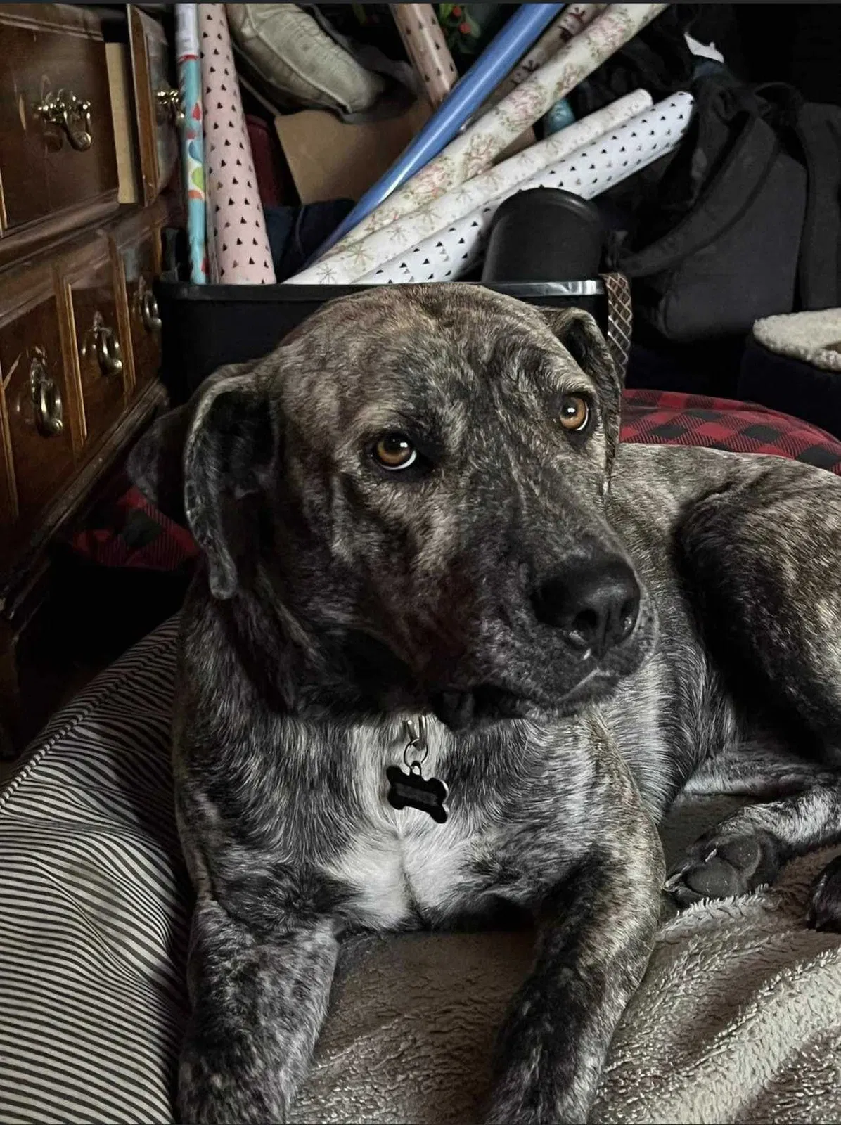 Lost dog in Valley, WA, 99181