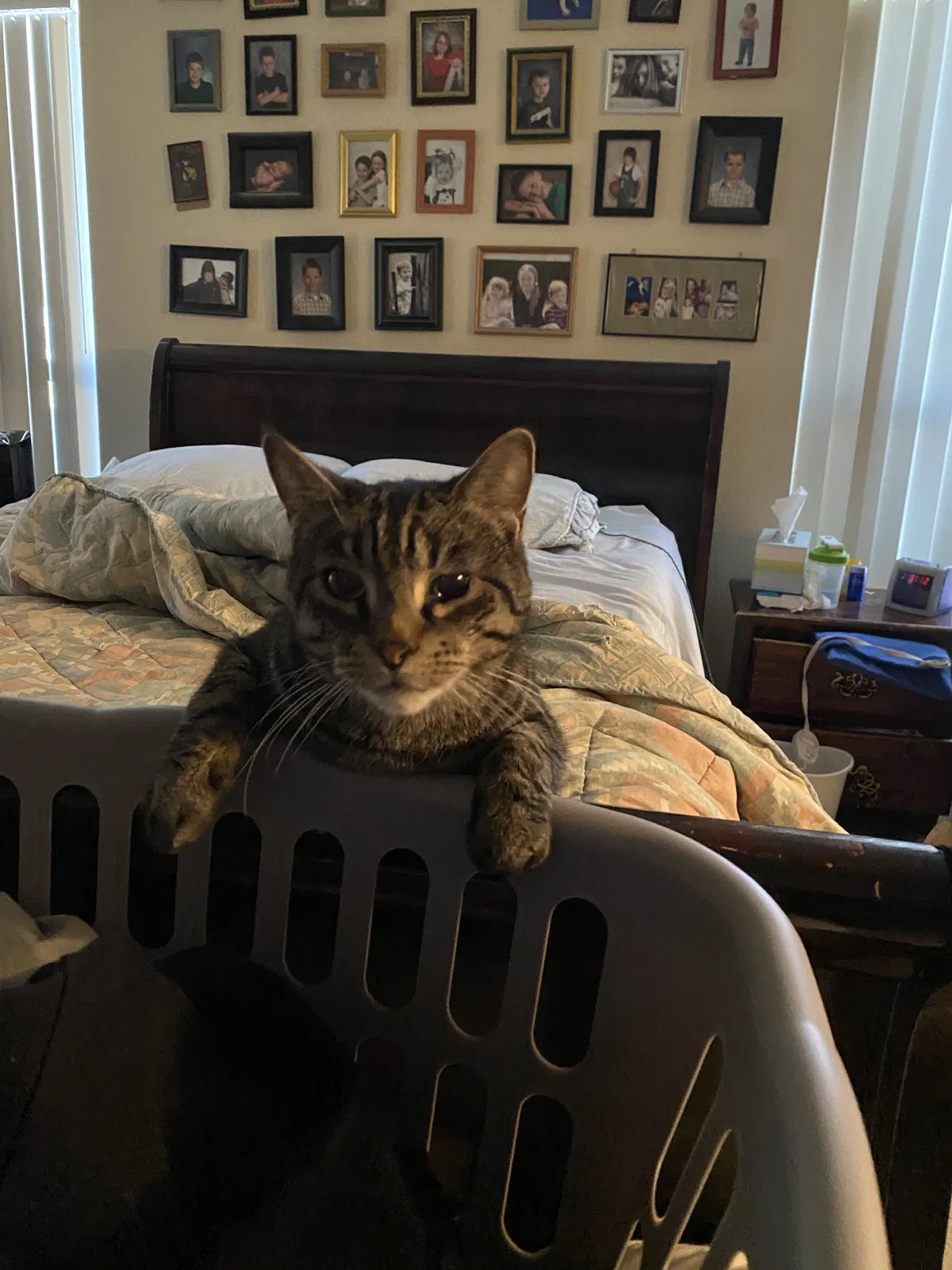 Lost cat in Aurora, CO, 80014