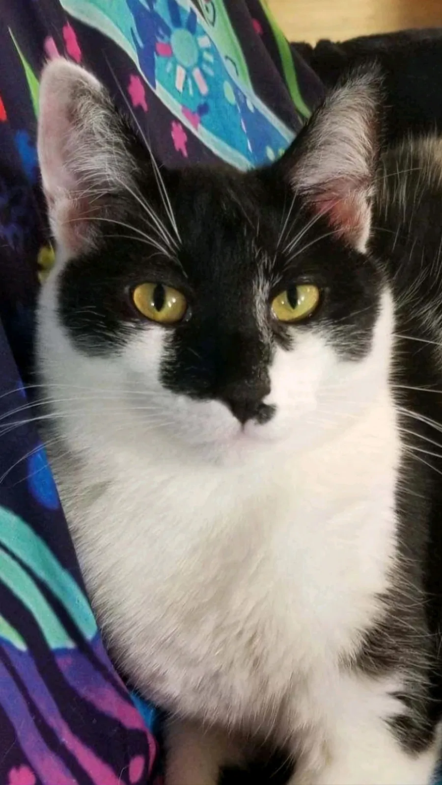 Lost cat in Cleveland, OH, 44109