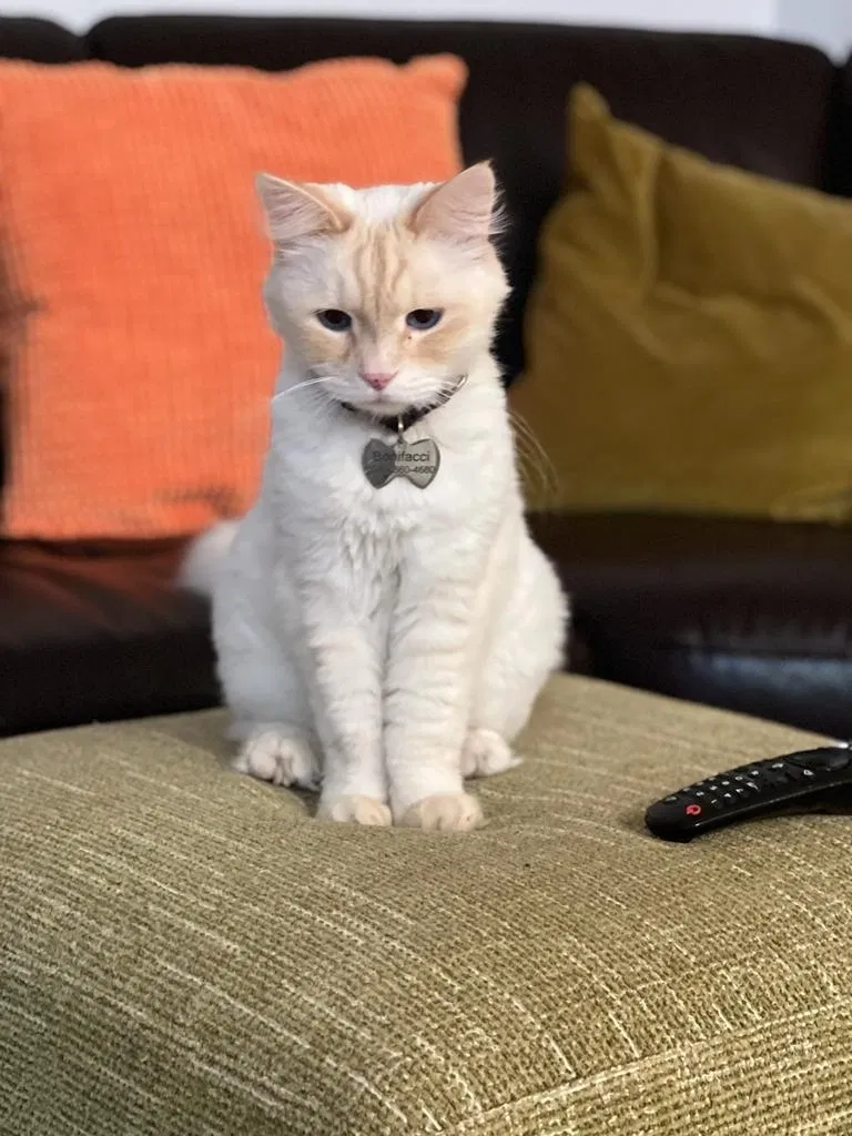 Lost cat in Brooklyn, NY, 11235