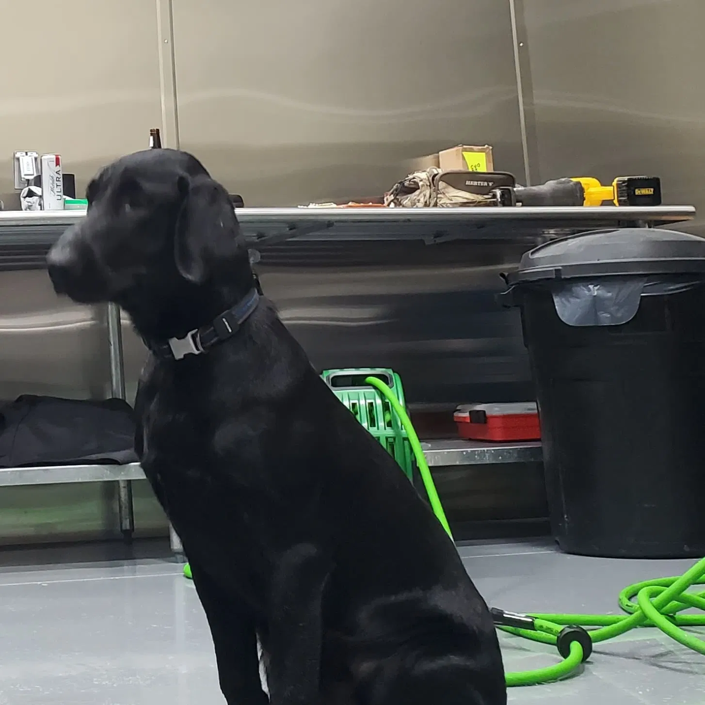 Lost dog in Clermont, FL, 34715